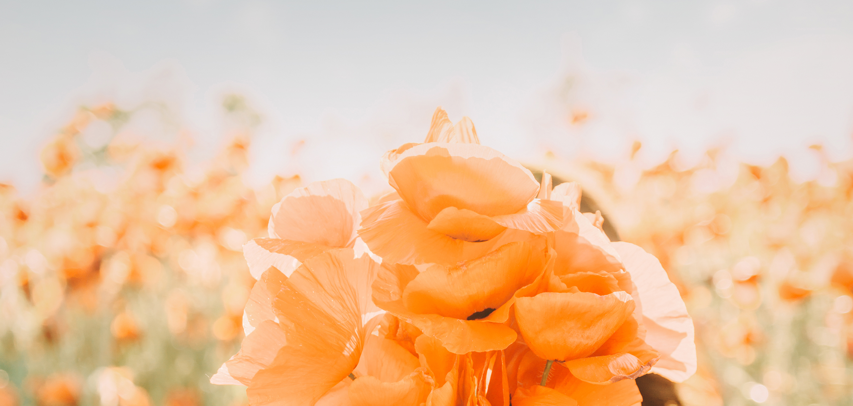 Susanna Vonaesch Meine Arbeit